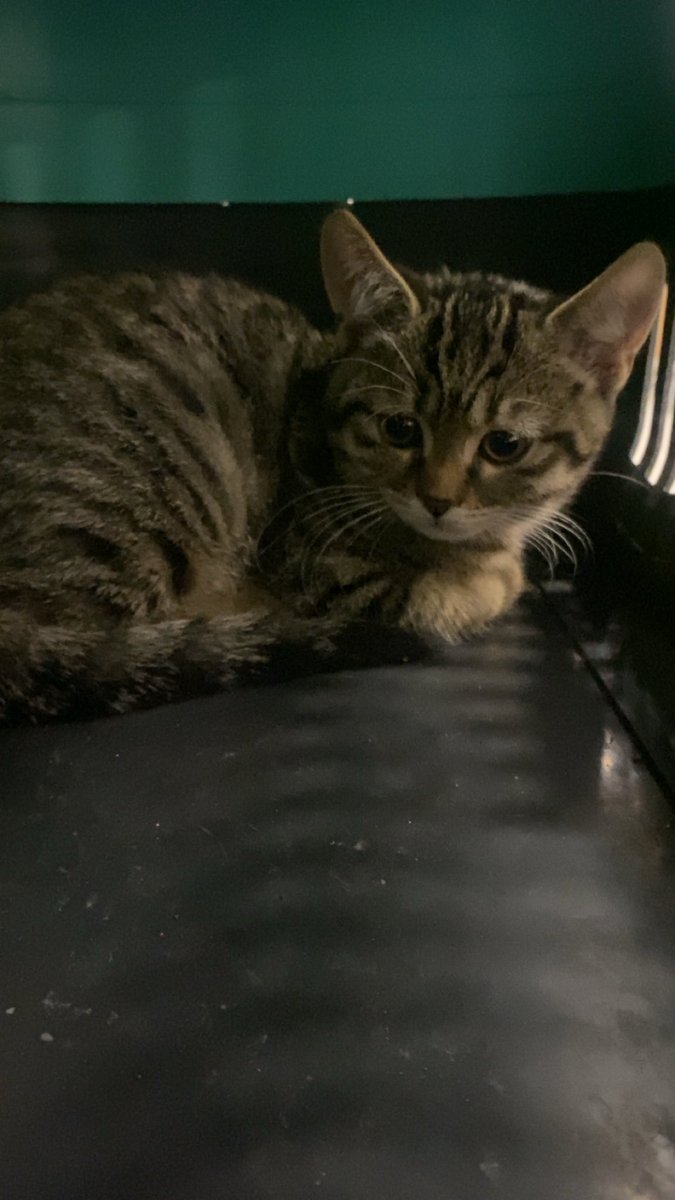 yavru dişi inanılmaz tatlı bir suratı var pikaçu gibi aynı büyüyünce çok güzel olacağı belli sokakta yapamaz baya korkmuş lütfen yuva ankara