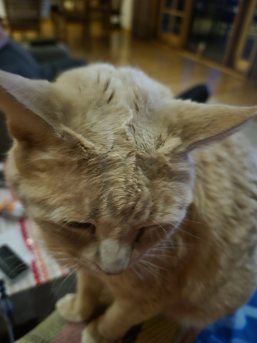 Mum took this photo of grumpy looking me ... it's hay fever season here, with crops ripening ready for harvest, and lots of annoying midgies (little black flying bugs with no apparent purpose in life ...)