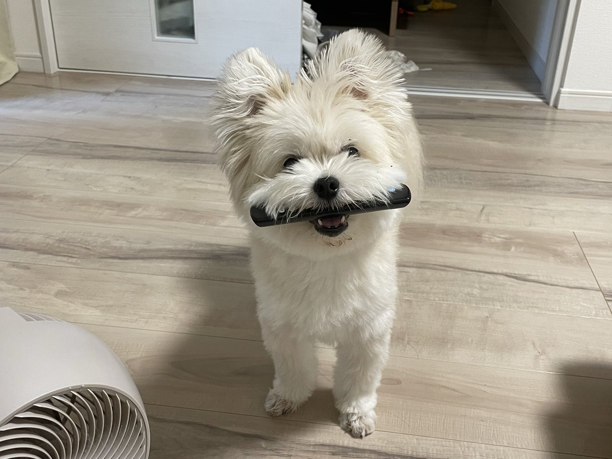 p_190224's tweet image. リモコン盗られたけど、諦めて取り返さずに無視してたらどんどん近付いて来る犬