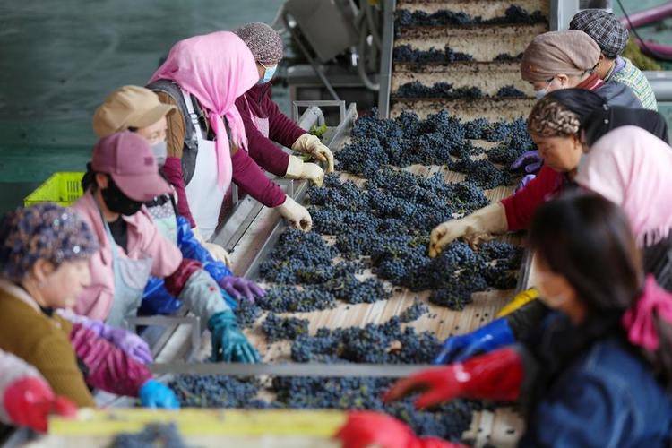 DailyBeijing's tweet image. Weaving a dream of prosperity from the #grapes. Minning Town in NW #China's Ningxia thrives with #wine industry thanks to a "pairing-up" initiative, linking Fujian Province with Ningxia for targeted poverty alleviation.