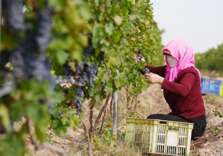 DailyBeijing's tweet image. Weaving a dream of prosperity from the #grapes. Minning Town in NW #China's Ningxia thrives with #wine industry thanks to a "pairing-up" initiative, linking Fujian Province with Ningxia for targeted poverty alleviation.