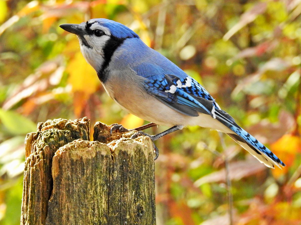 Tweet media one