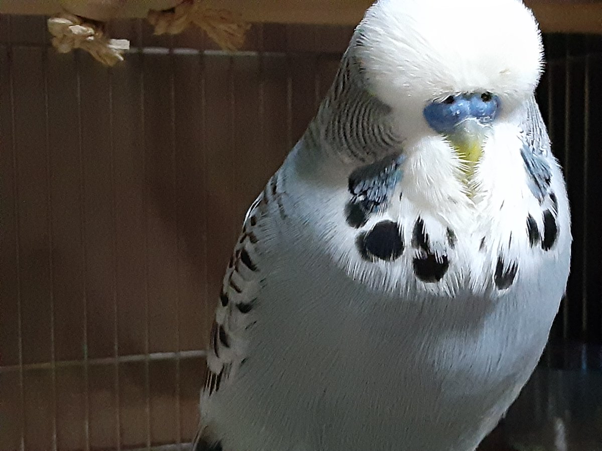 #ジャンボセキセイインコ
鳥ズがあったかいと安心して眠れる。夜中にふと目が覚めて、寒すぎるかもってドキドキするくらいなら、早めに暖房つけたほうがよい～