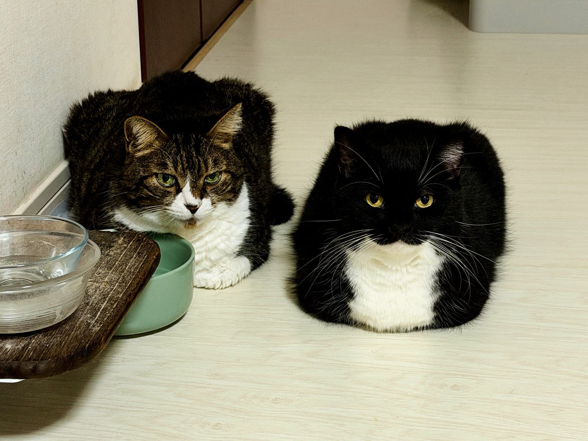 unicouniuni3's tweet image. Loaf brothers!