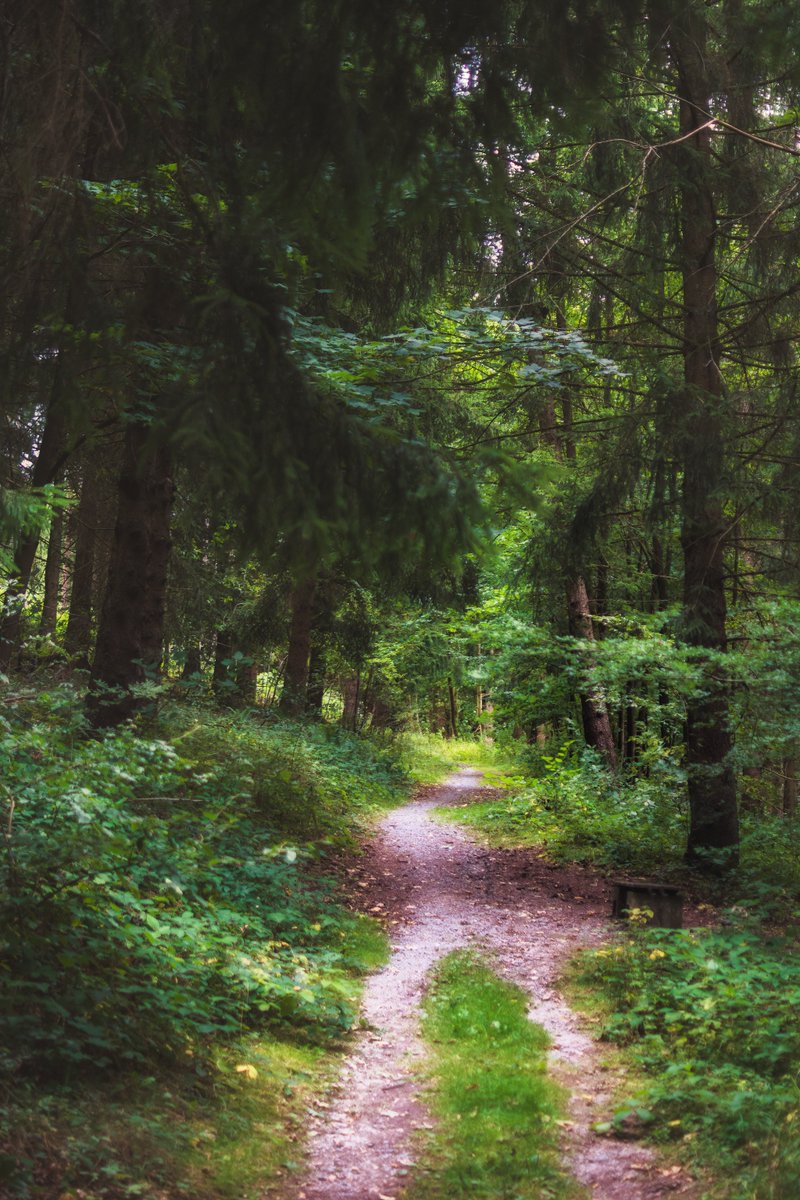 pixelcoder_ger's tweet image. Following the call of the forest. Sometimes the most beautiful path is the one that leads us deep into the silence. What a perfect place to switch off and recharge. 🌲✨#ForestBathing #Nature #Silence #Wanderlust #Timeout