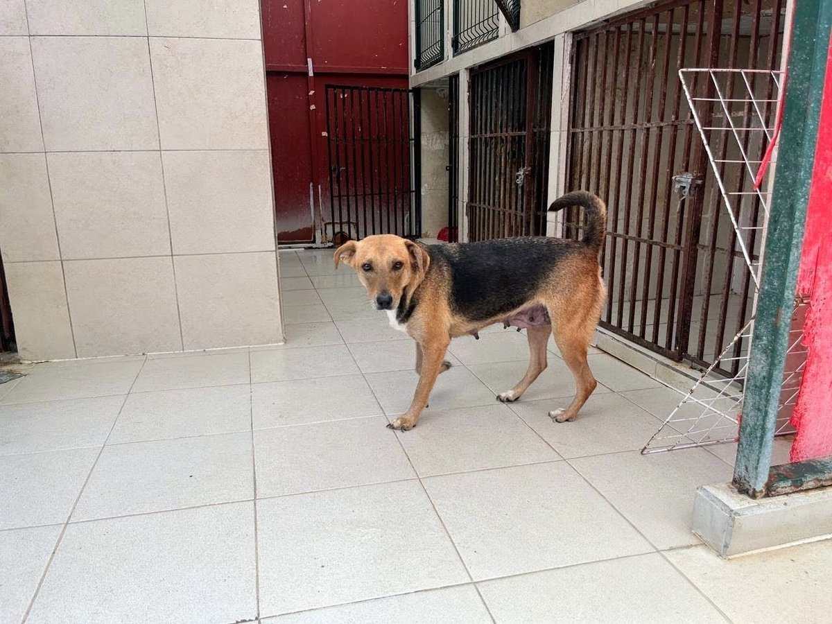 Belleza de perrita , quien fue rescatada del olvido y ahora espera la oportunidad para marchar a un bello hogar , es de talla mediana y con protocolo completo , si deseas conocerle te llevo CDMX