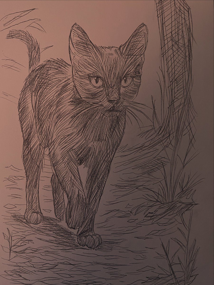 yann974974's tweet image. Black cat #draw #drawing #sketches #blackcat #cat