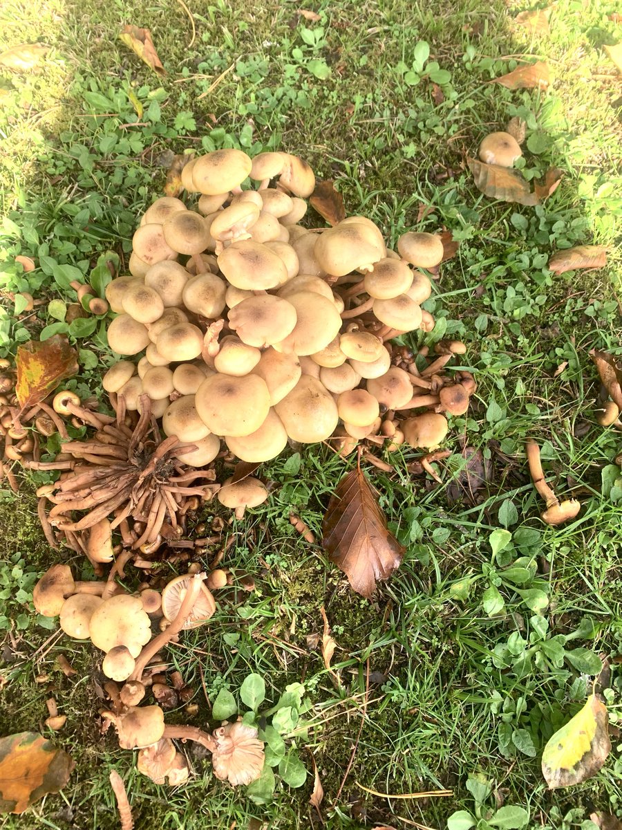 #fungi beautiful where I live in the Isle of Wight