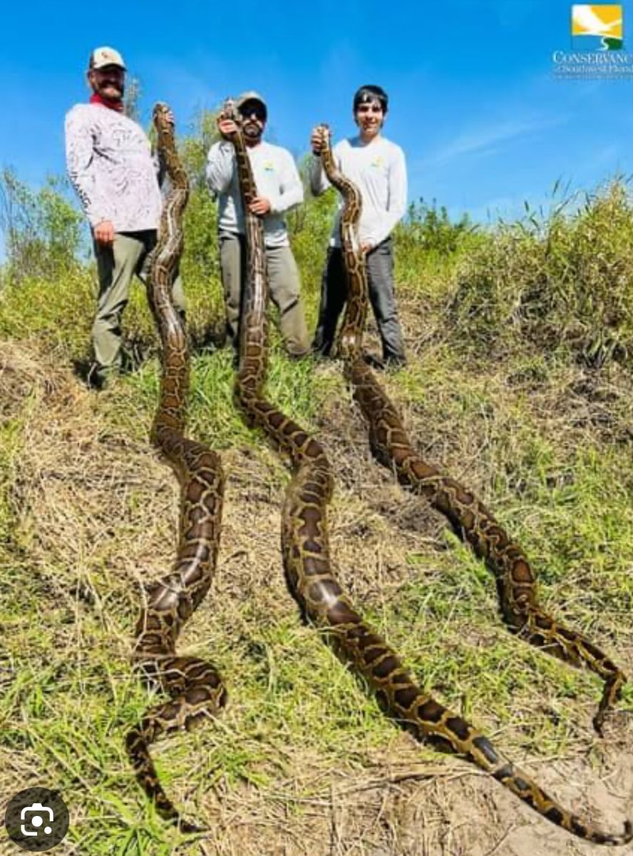 RonDeSantis's tweet image. We’ve removed a lot of these from the Everglades but we need to remove a lot more.
Stay tuned.