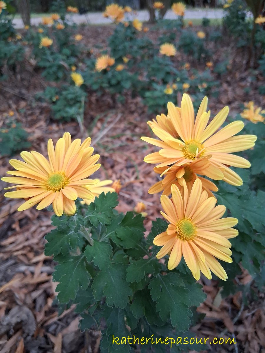 KatherinePasour's tweet photo. Heat and drought have challenged my mums, but these brave ones held on to share their lovely blossoms. I hope they brighten your day! #fallflowers #NatureBeauty #Thankful https://t.co/JxVKv3q35f