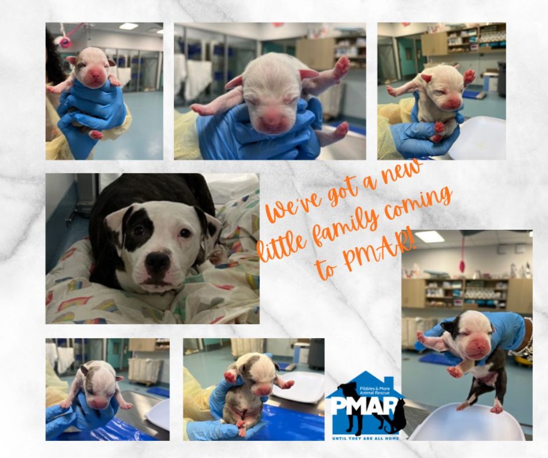 NMBewitched's tweet image. Let's talk about what I love about #Rescue 
The #Dogs 
The #Rescues that despite all the interference, scheming &amp;amp; resistence march on to save lives
Our #MightyVillage who devote their time, money &amp;amp; passion to those who are left behind 

#PMAR 
Received an email from #NYCACC to