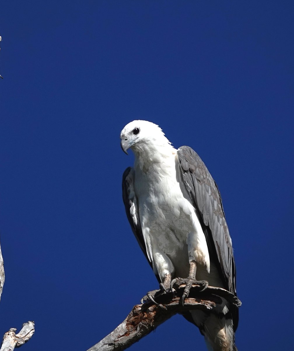 Our boat trip on the Yellow River in Kakadu National Park, Northern Territory passed right underneath this White-bellied Sea-eagle as it rested in the morning sun. It was a little unnerving looking directly into that cold, black eye...