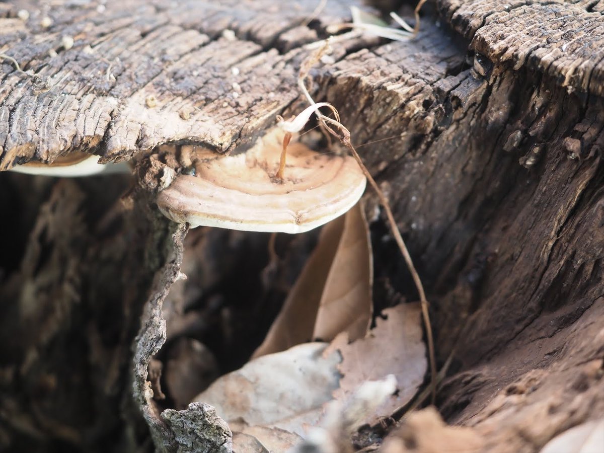 巨大 サルノコシカケ 巨大！ サルノコシカケ