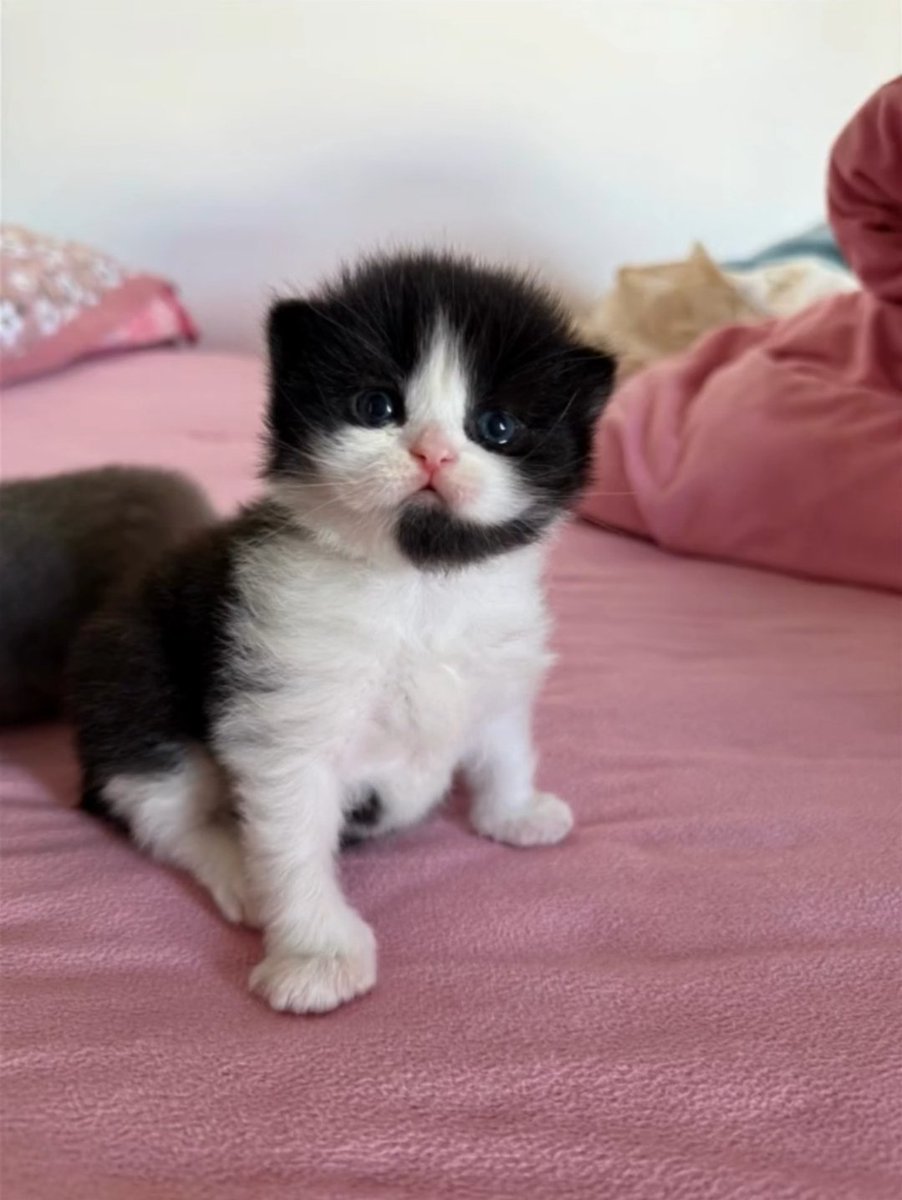 Catsillyness's tweet photo. Call center https://t.co/NTCRfg3jFG