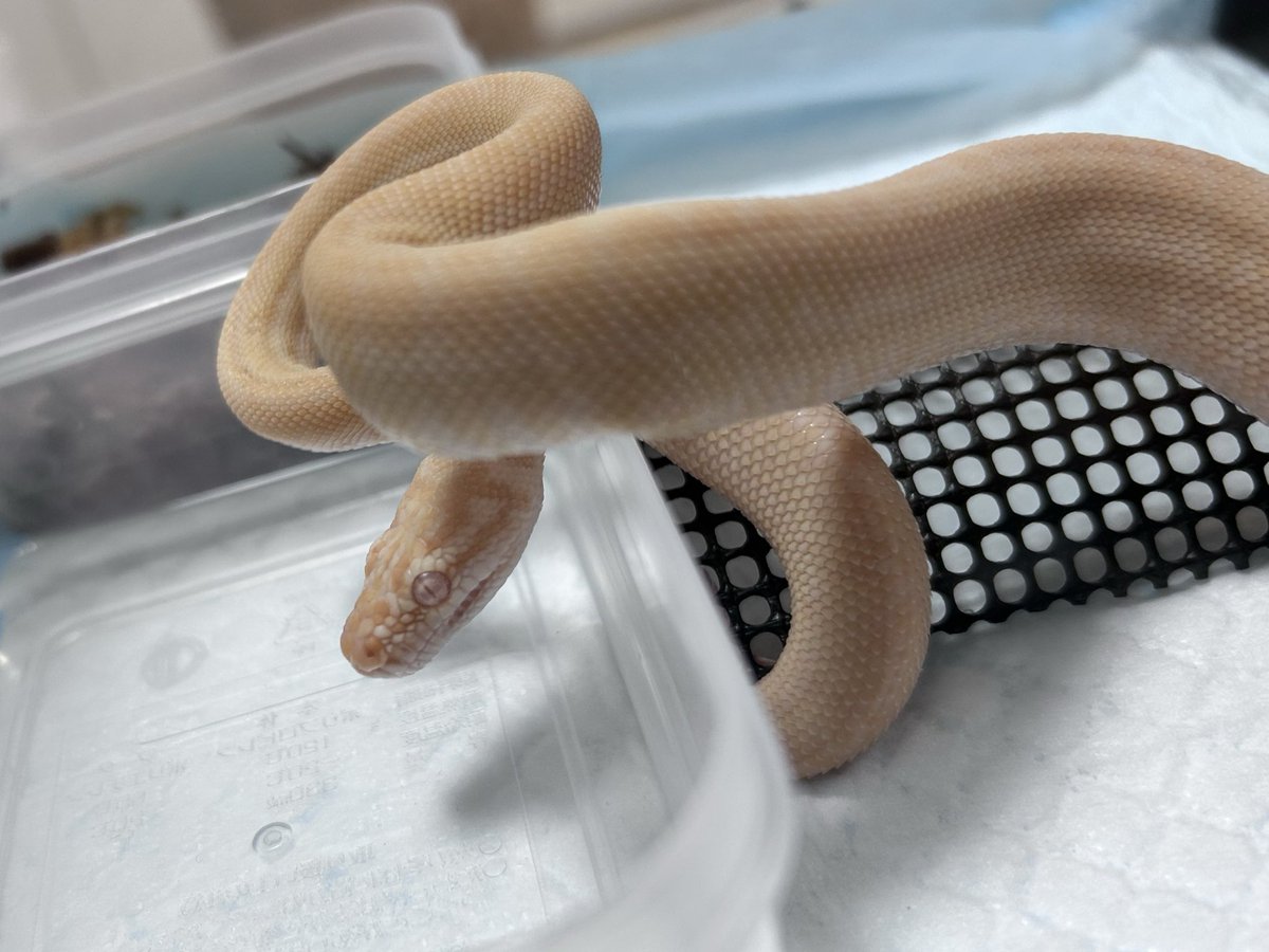 k4Nnn_Anguis's tweet image. ここからどう化けるのか…

#カーペットパイソン #CarpetPython