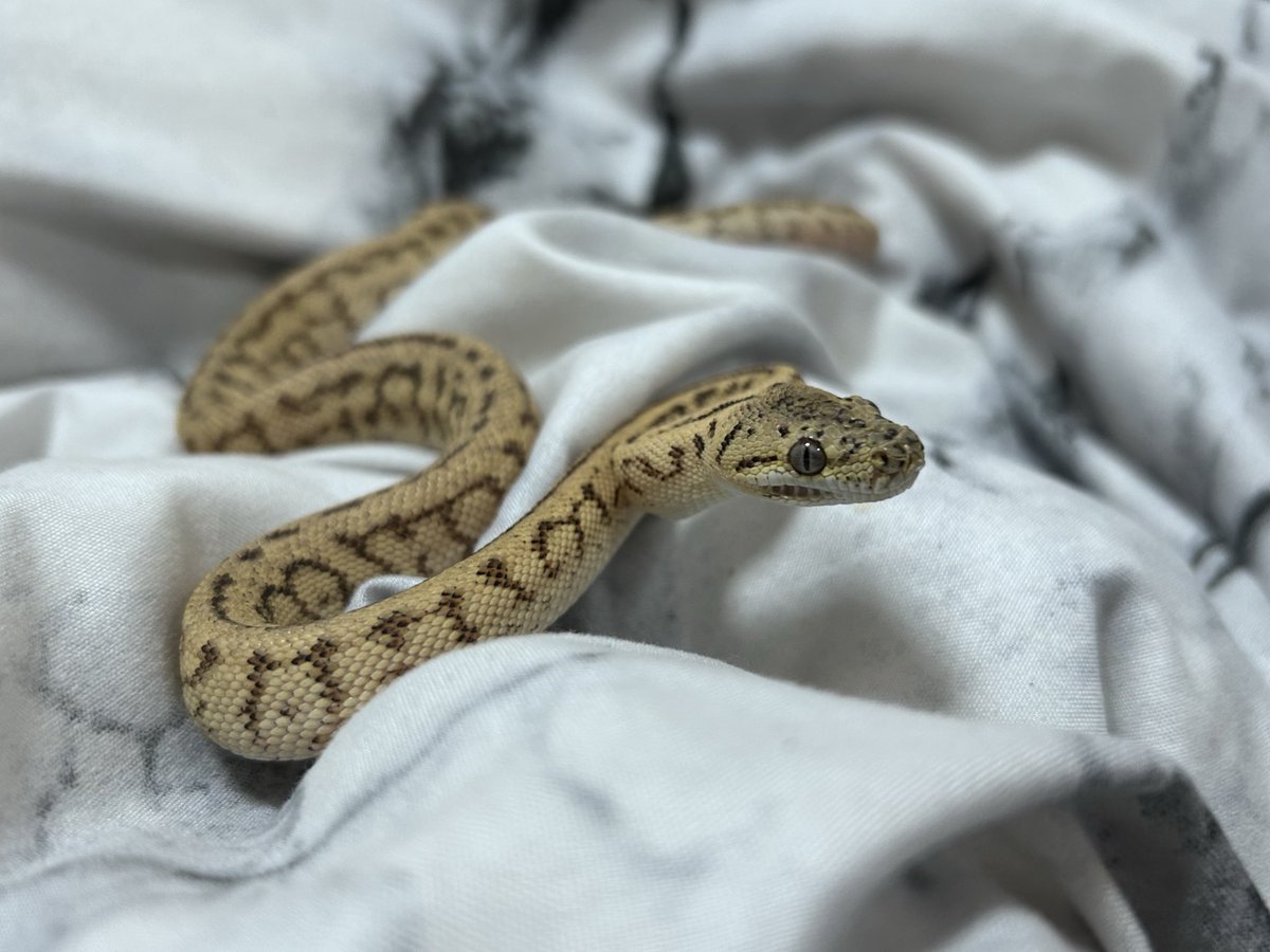 k4Nnn_Anguis's tweet image. ここからどう化けるのか…

#カーペットパイソン #CarpetPython