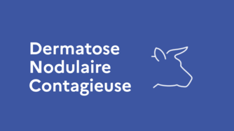 #information I ⚠ Dermatose nodulaire contagieuse (DNC) : le respect des règles est notre meilleure arme pour éradiquer la dermatose nodulaire contagieuse.

En Lozère, sont notamment interdits jusqu'au 4 novembre inclus :
👉les rassemblements festifs et manifestations exposants