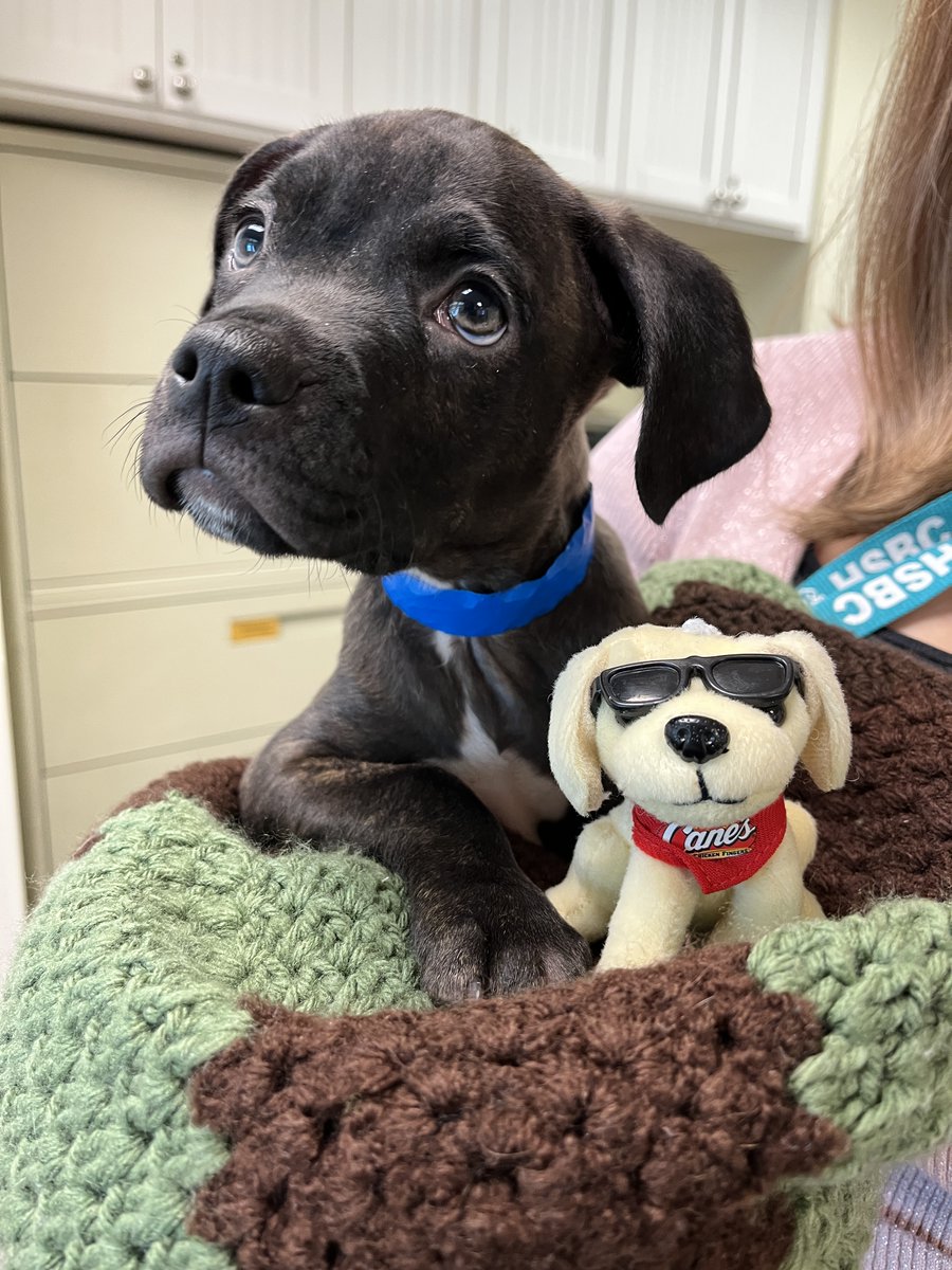 Humane Society of Broward Co. tweet media