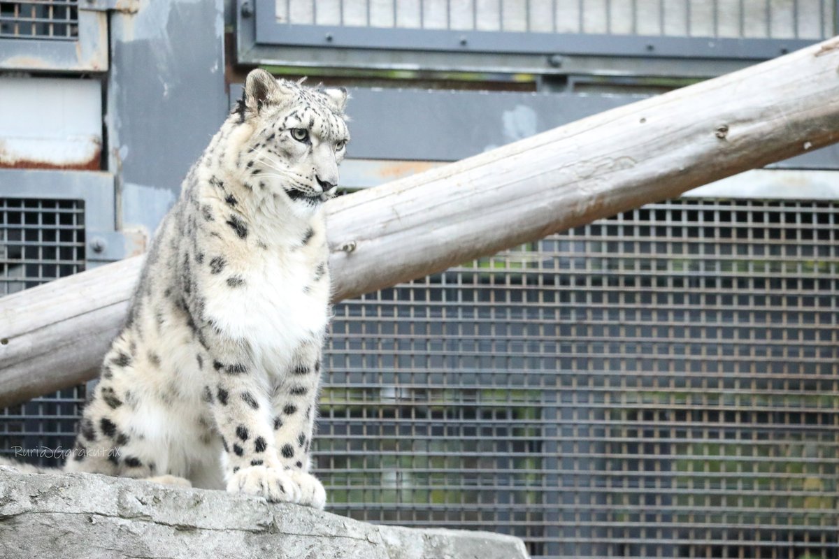 円山写ん歩
じーっ
***
Take a walk at Maruyama Zoo
She is staring at something
***
🐾
🐾
#円山動物園 #ユキヒョウ #ヒカリ
#maruyamazoo #snowleopard #hikari