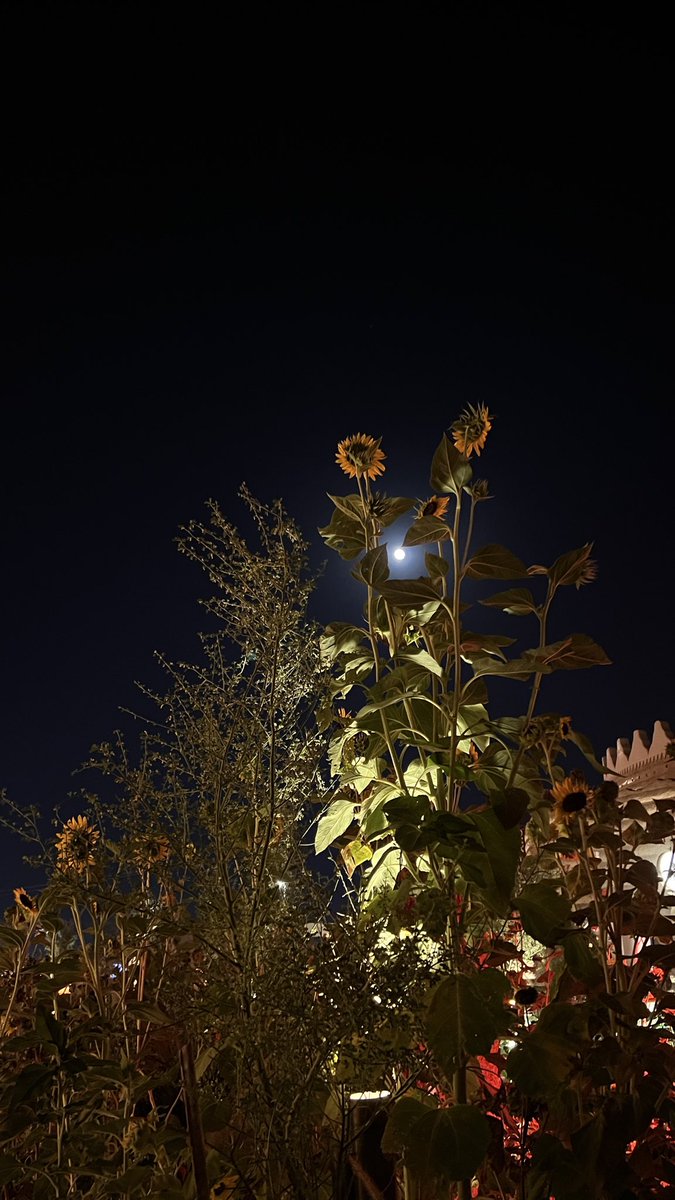 09e_ssl's tweet image. 