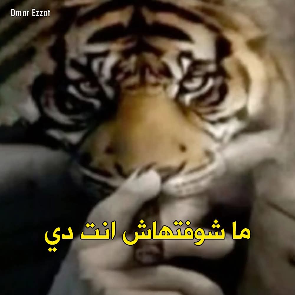 طه حسين لما حد كان بيحكيله عن الأرانب اللي بتتخطى السياج وتنط من فوقه