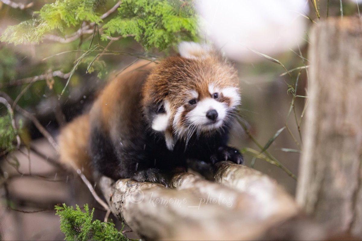 kuramon_photos's tweet image. ぶるるっ

#レッサーパンダ 
#レッサーパンダの赤ちゃん 
#那須どうぶつ王国 
#R6でまだまだ頑張るの会