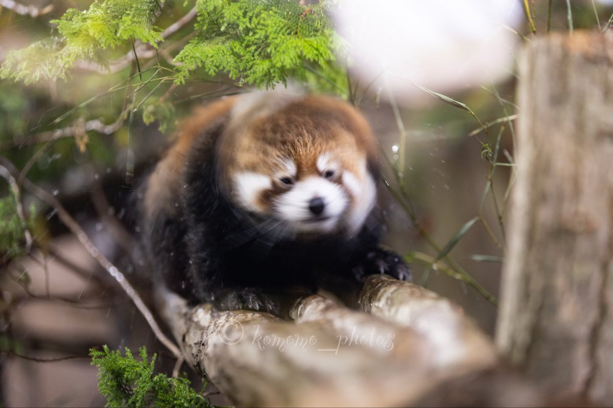 kuramon_photos's tweet image. ぶるるっ

#レッサーパンダ 
#レッサーパンダの赤ちゃん 
#那須どうぶつ王国 
#R6でまだまだ頑張るの会