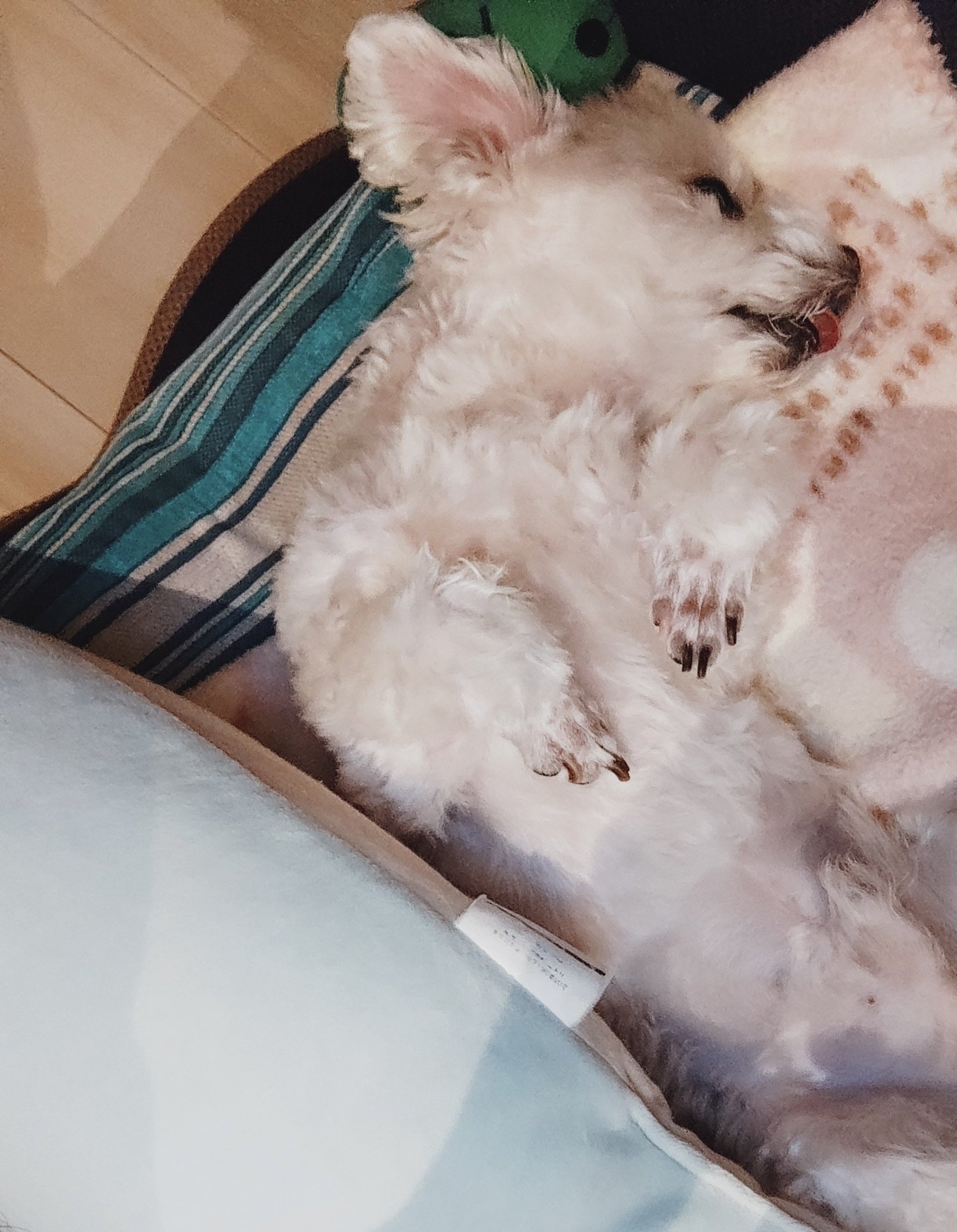 にこまる (@6yQgZFNMNk76215) / X