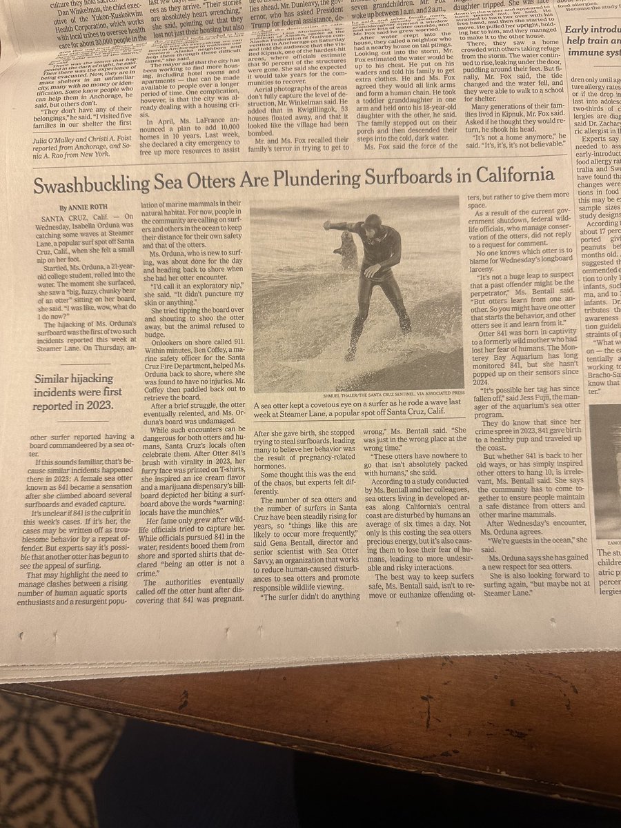 sharpwill's tweet image. Otters taking up surfing in Santa Cruz