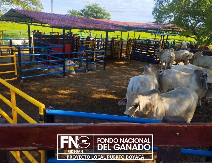 Puerto Boyacá Pasión Ganadera (@pl_puertoboyaca) on Twitter photo 🐄💡 La producción de carne bovina va más allá del engorde: combina nutrición, genética y manejo responsable. Solo un sistema integral garantiza animales sanos, eficientes y carne de calidad.☝
#OrgullosamenteGanaderos
#ConstruyendoGanadería
<a href="/Fedegan/">FEDEGAN</a>
<a href="/jflafaurie/">José Félix Lafaurie</a>
<a href="/FedeganSoata/">Provincia Norte Pasion Ganadera</a> 🐄💡 La producción de carne bovina va más allá del engorde: combina nutrición, genética y manejo responsable. Solo un sistema integral garantiza animales sanos, eficientes y carne de calidad.☝
#OrgullosamenteGanaderos
#ConstruyendoGanadería
<a href="/Fedegan/">FEDEGAN</a>
<a href="/jflafaurie/">José Félix Lafaurie</a>
<a href="/FedeganSoata/">Provincia Norte Pasion Ganadera</a>