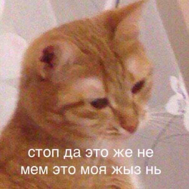 крыса натуральная🦎 tweet media