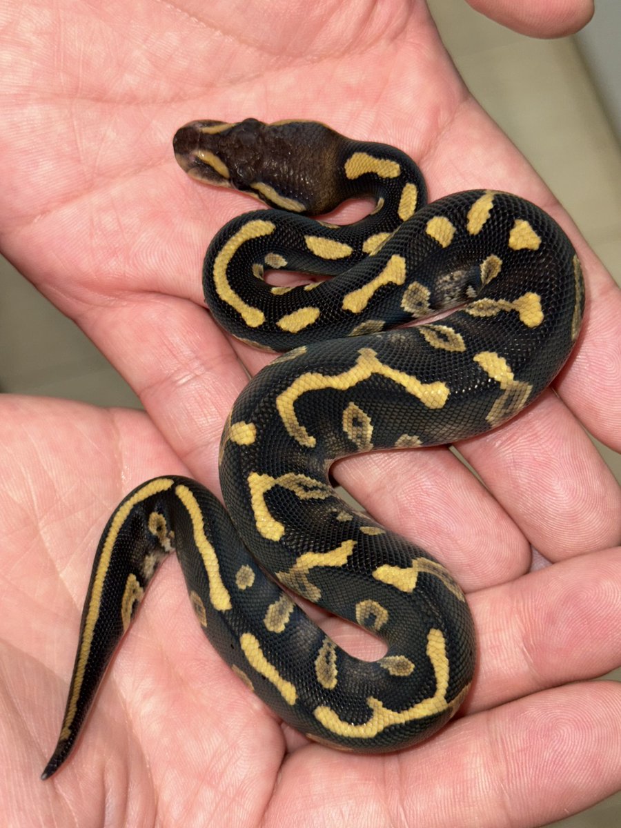 GHI dh TSK axanthic DG
×
mojave raven