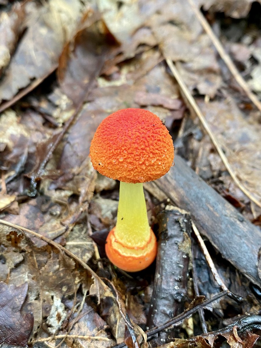 信州に来られれば美しいヒメベニさんが待ってます
#美しいキノコ選手権
#美しいキノコ選手権2025