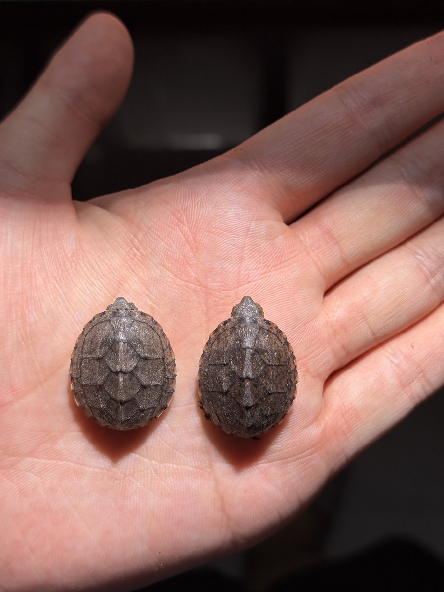 大剃刀和小剃刀