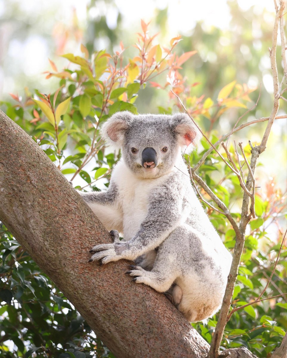 Leslie’s journey has been nothing short of incredible. 🐨 

Hit by a train and badly injured, this brave koala faced a desperate fight for survival. After a grueling ten hour drive from Nebo in Queensland, Leslie arrived at the Australia Zoo Wildlife Hospital where our team was