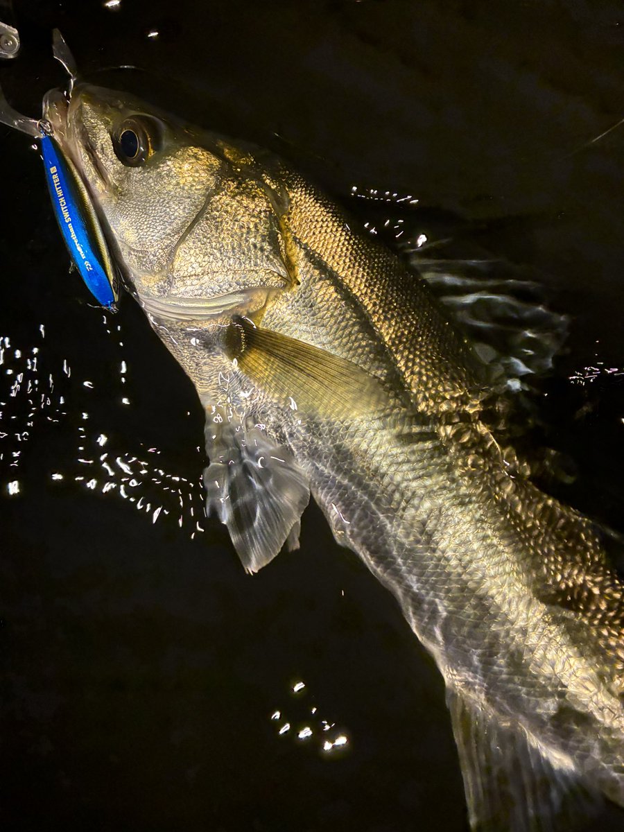 3ヒット2キャッチ🫴

いつものピンでボイルしてて到着1投目からヒット！スポットごとにサッパ量が全然違くて外したら無の恐ろしい東京湾奥河川…

明日の雨でどうなるかな〜？

#morethan
#スイッチヒッター65s