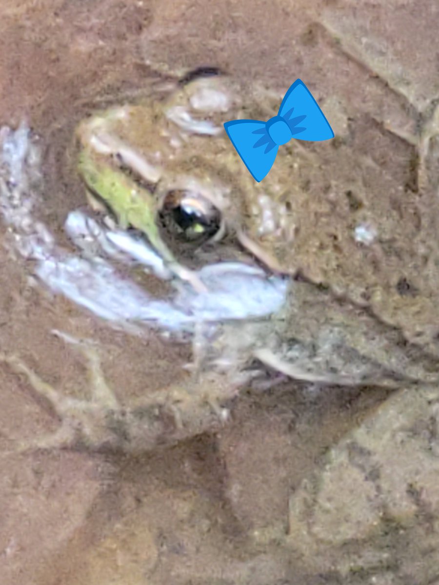 Gm frens! Everyone meet Clara Covington. 

She moved into the pond here last week and wanted to say hello to all my frens she had heard so much about!