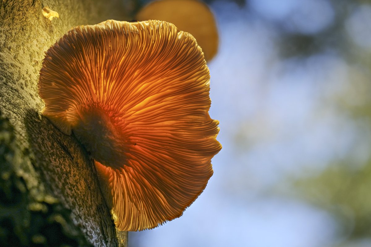 Austern-Seitling  (Pleurotus ostreatus)

Heute gab es eine richtig schöne Überraschung: Wir haben #Austernseitlinge gefunden und das so früh im Jahr! Damit hatten wir wirklich nicht gerechnet. Den größten Teil werden wir einfrieren. Morgen gibt’s den Rest mit Eiern zum Mittag. 😋