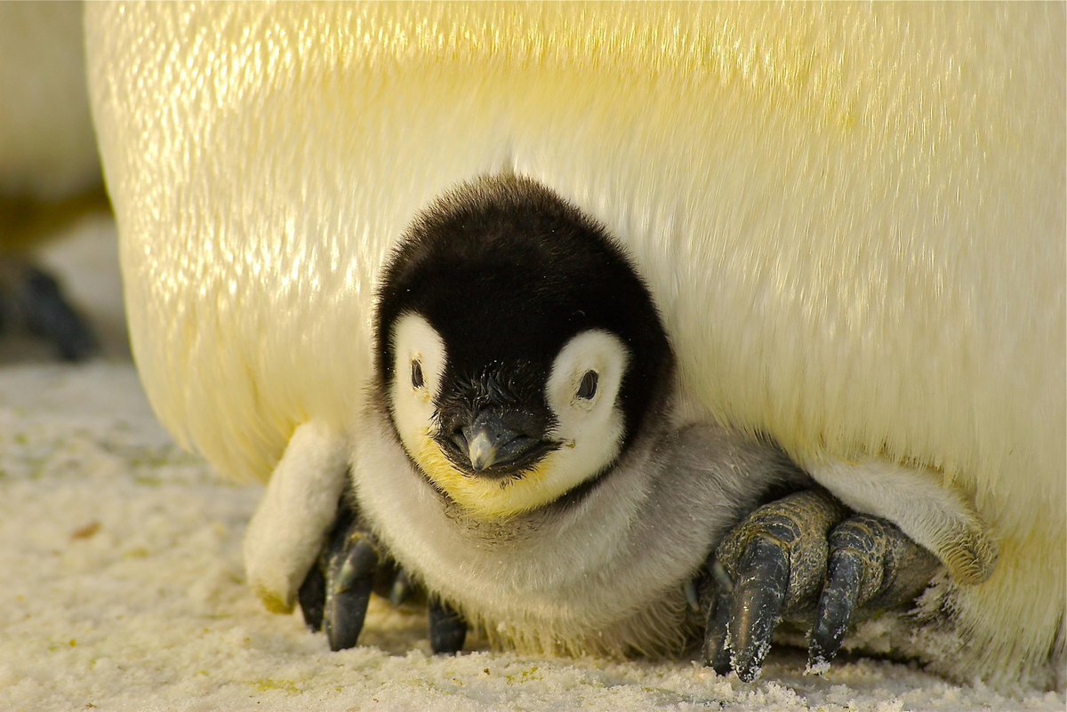 "it's just an image of a baby penguin being raised by their mother, what's the big deal?"