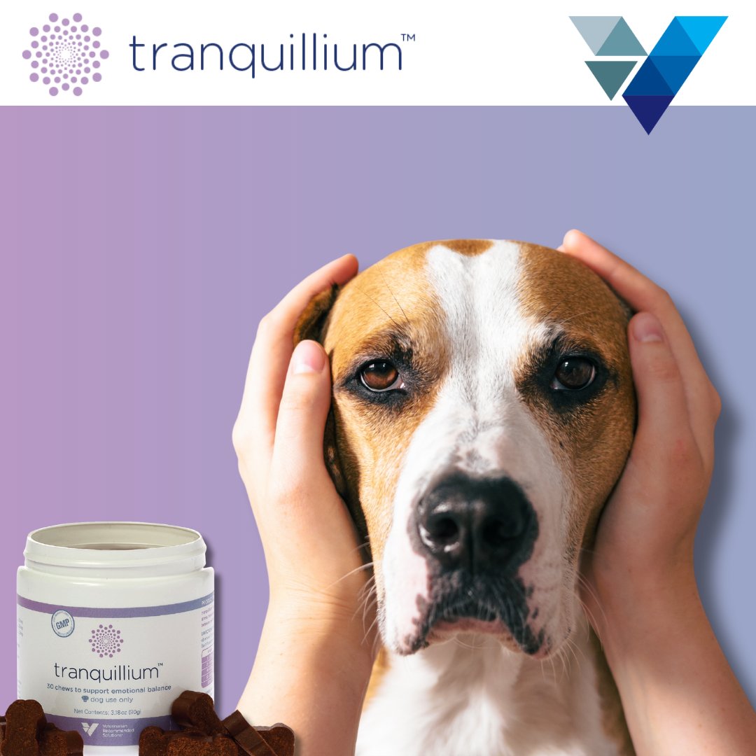 VRSPets's tweet image. New schedules and new sounds can be stressful for furry friends. 🍂
Tranquillium™ supports calm behavior to help pets settle into the season.
Ask your vet about Tranquillium™ today!