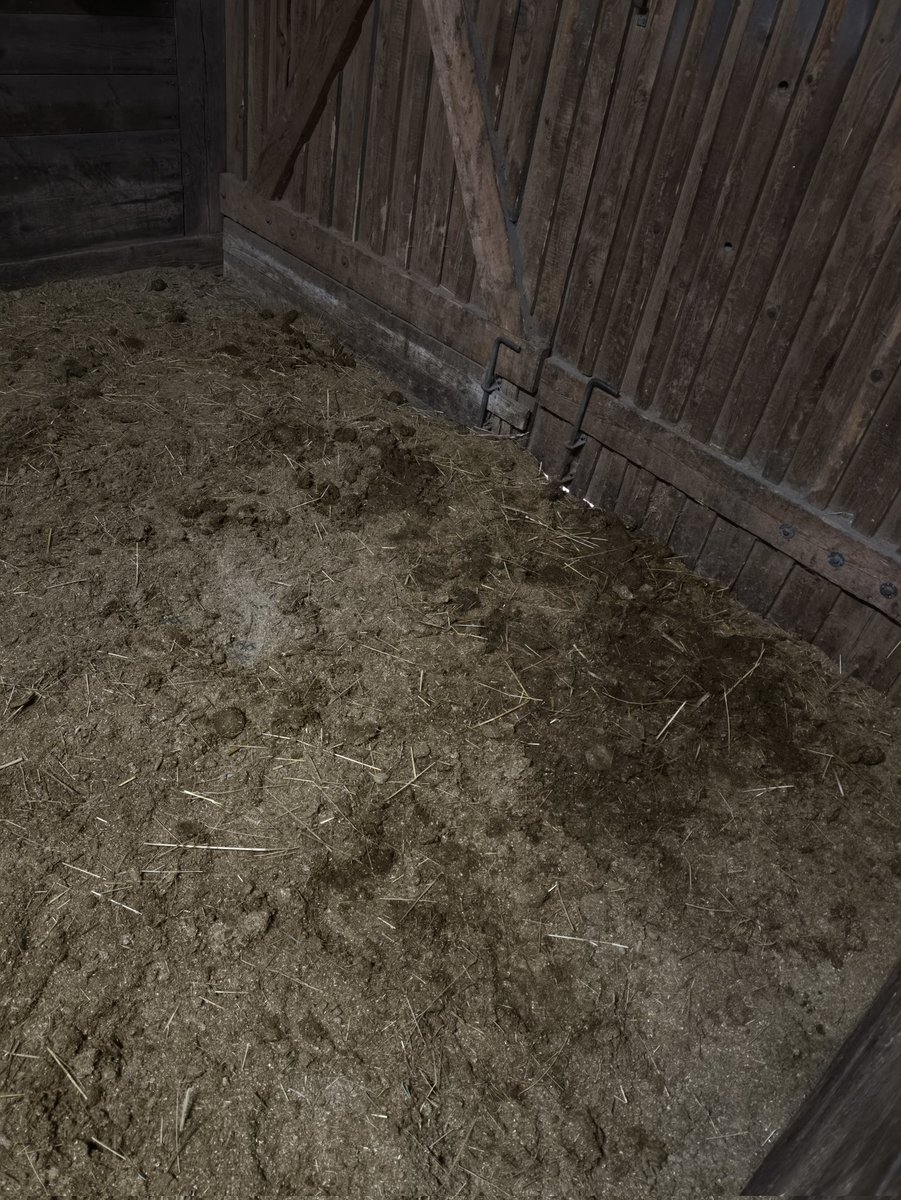 Wäre echt schön, wenn Pferde nicht immer so eine Sauerei machen würden...