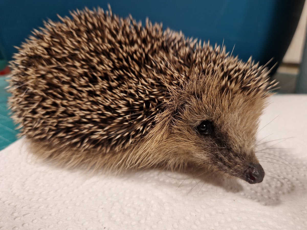 Niewielki młody jeżyk znaleziony w Skierniewicach. Gdy przywieziono Witkaca  - tak jeżyk dostał na imię - szybko okazało się, że wszelkie spekulacje o odpowiedniej wadze młodego jeża w październiku w jego przypadku nie mają znaczenia. Witkac ma ciętą ranę w okolicach karku. Rana