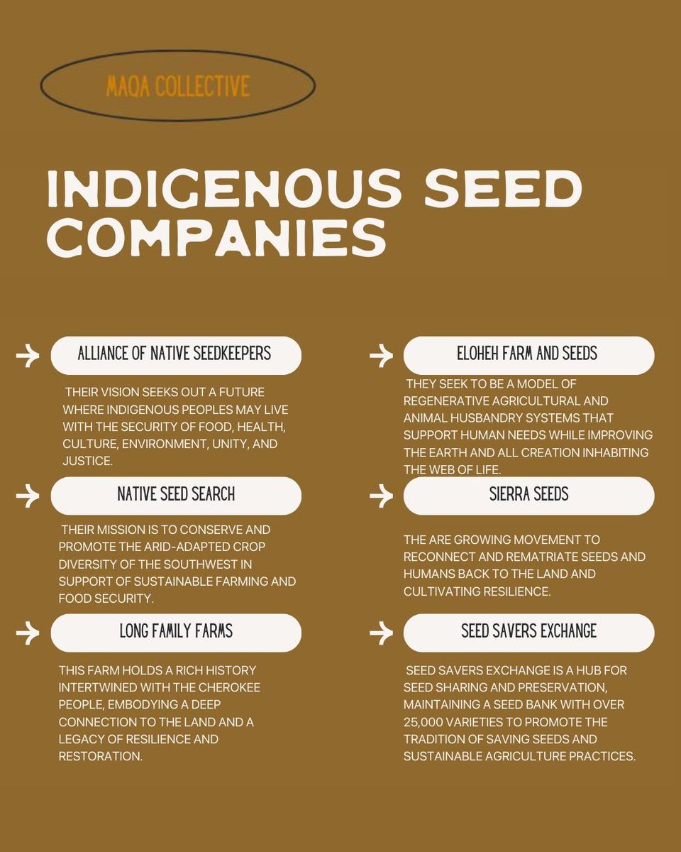 Indigenous seed keepers are restoring biodiversity, food sovereignty, and cultural resilience from the ground up.

This repost from MAQA Collective spotlights Indigenous Seed Companies, reclaiming traditions that sustain both people and planet. 🌱 #SeedSovereignty