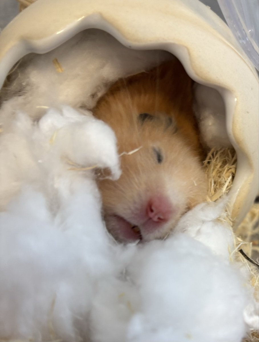 綿のお布団気持ち良いでち〜🐹💤

#ハムスター
#キンクマハムスター