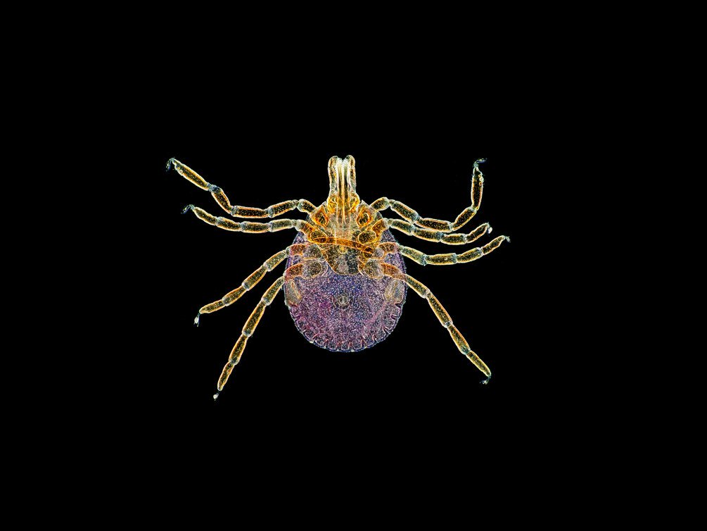 wydbanx's tweet image. A tick that makes you allergic to meat is spreading. A single bite can reprogram your immune system.