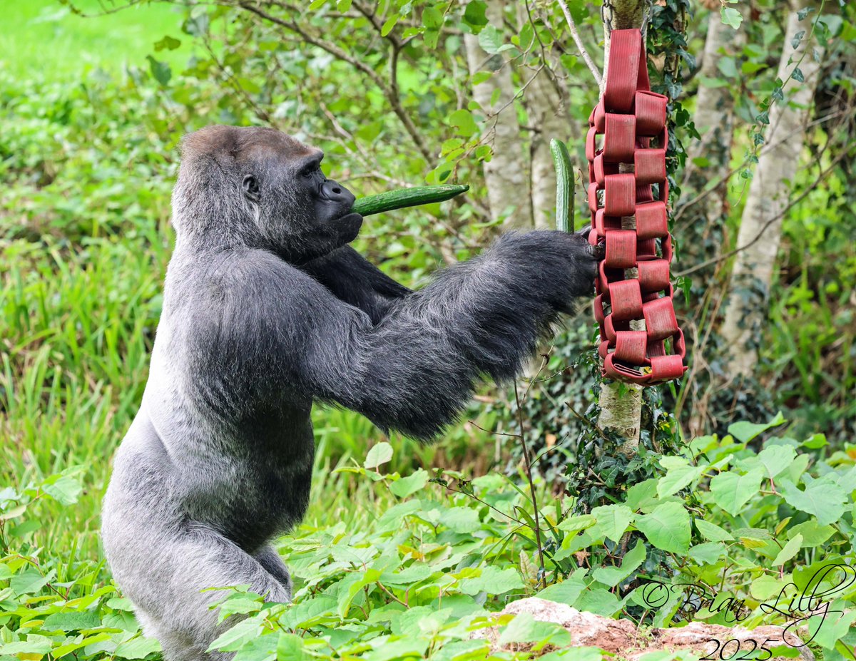 brglilly's tweet image. Kiondo foraging for cucumbers @PaigntonZoo #gorilla #primates