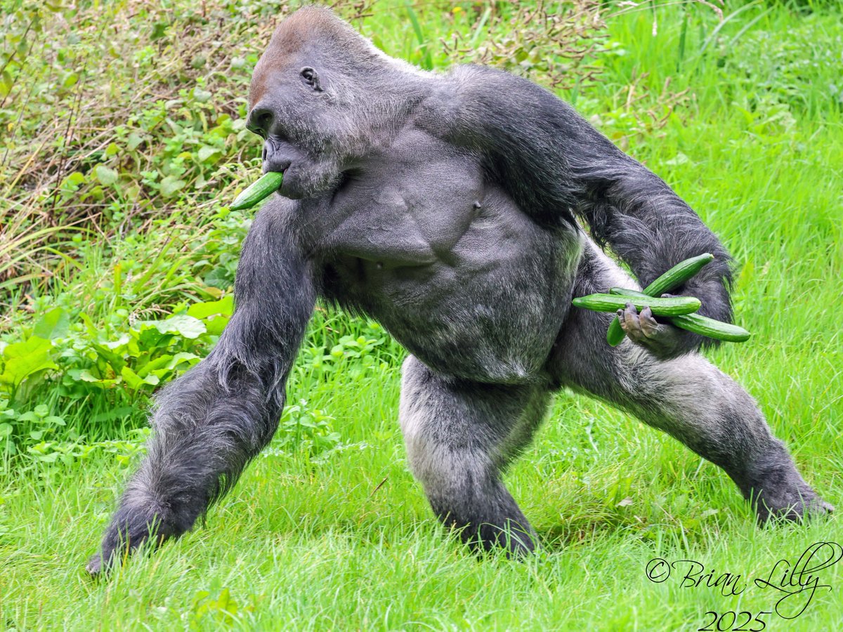 brglilly's tweet image. Kiondo foraging for cucumbers @PaigntonZoo #gorilla #primates