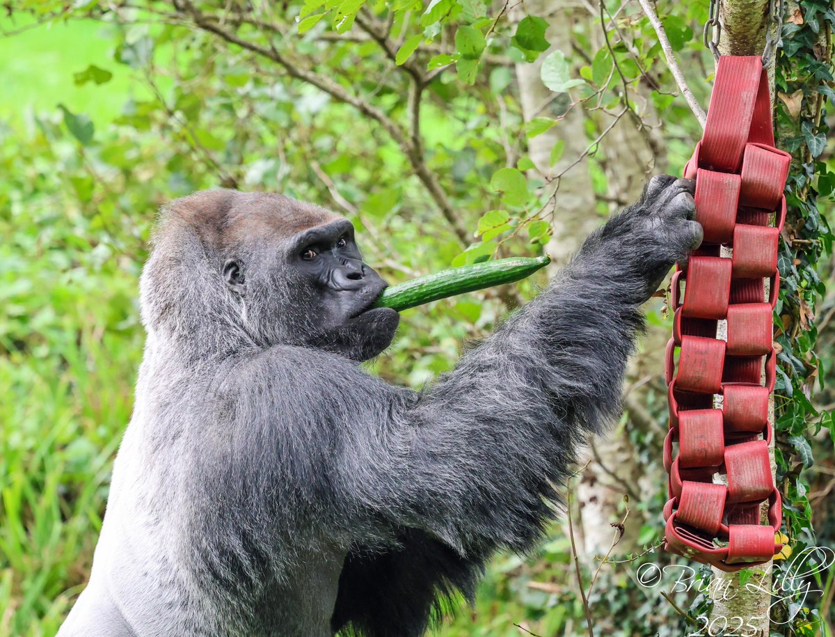 brglilly's tweet image. Kiondo foraging for cucumbers @PaigntonZoo #gorilla #primates