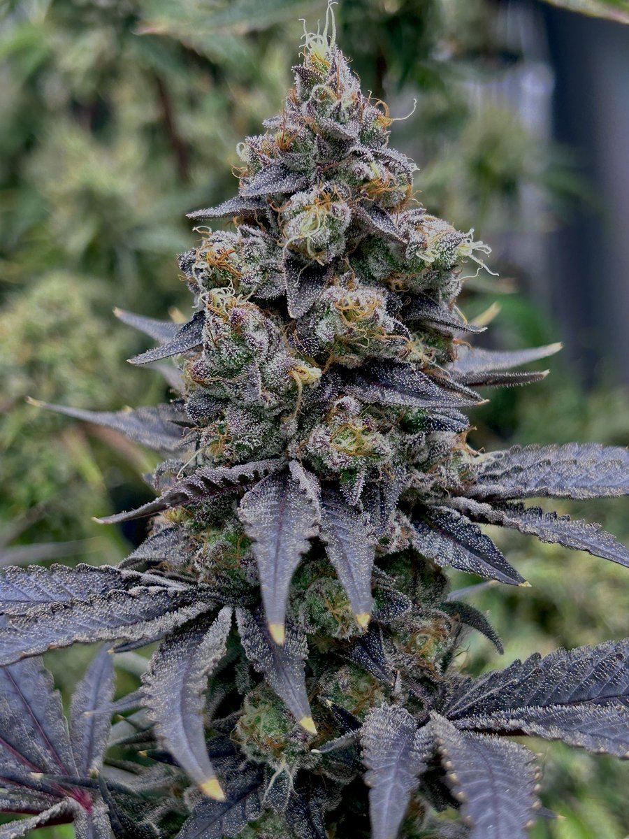 Origins_TK tweet media