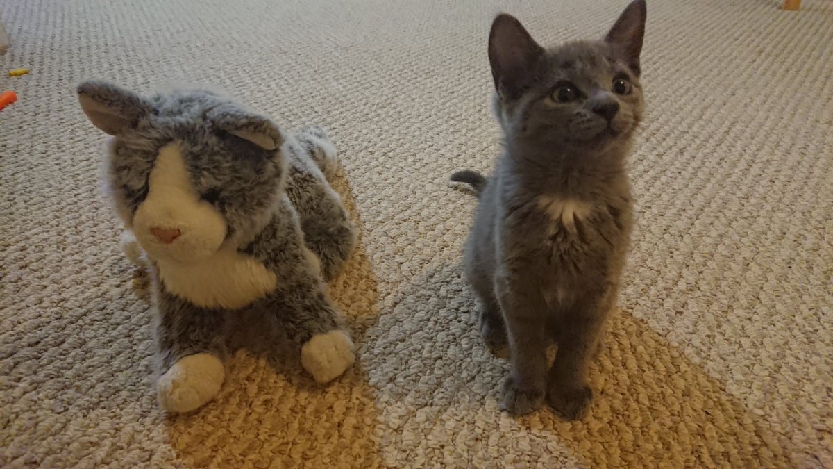 llmikex's tweet image. Кот Дуглас служит уже целым двум поколениям котов как образцовый пример для подражания 😺